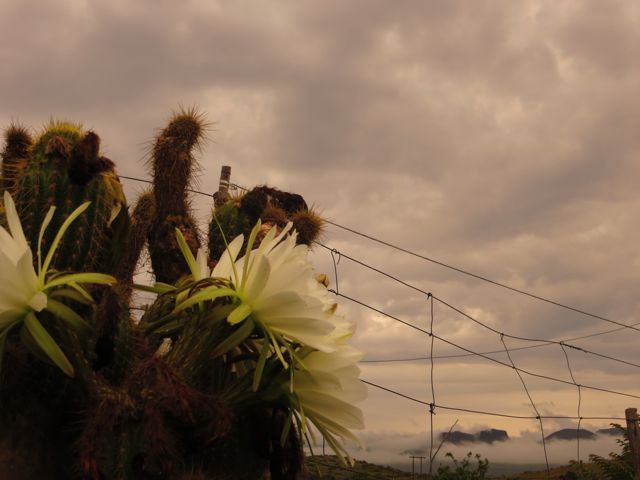 Rainflowers by Helena Doe