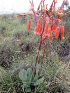 Southerlandia otherwise known as cancer bush grows naturally in the Karoo.