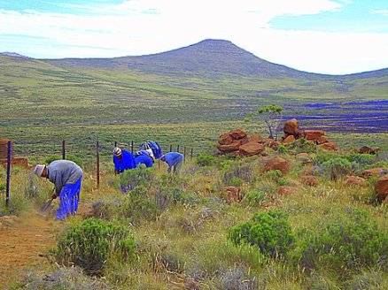 Fences are hard to maintain in the extremes of Karoo weather. Camps are huge.