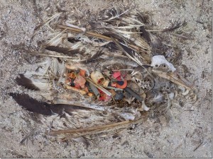 Midway-dead-albatross