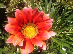 Photo by 9 year old Michaela.  Feeling what is alive in yourself and others is like looking at a flower.