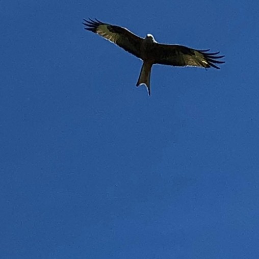 The Black Eagle soars above